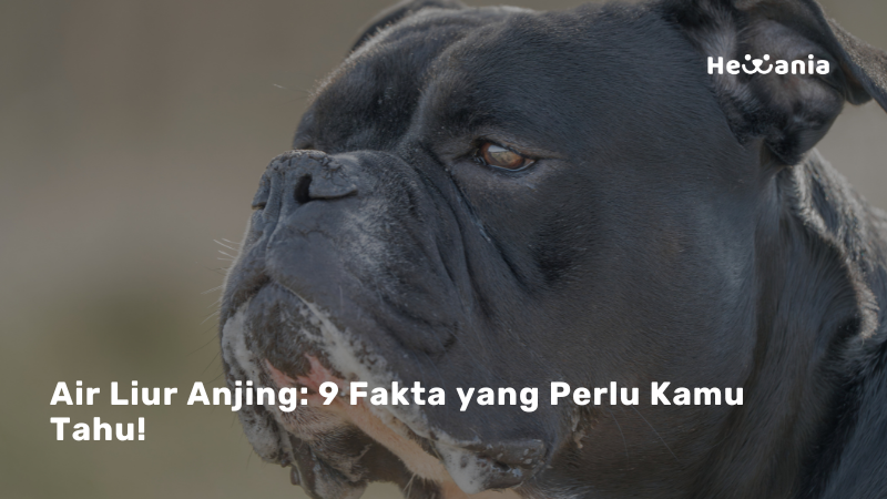 Air Liur Anjing: 9 Fakta yang Perlu Kamu Tahu!